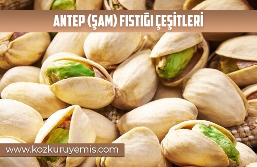 Antep (Şam) Fıstığı Çeşitleri