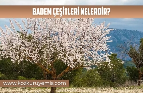Badem Çeşitleri Nelerdir