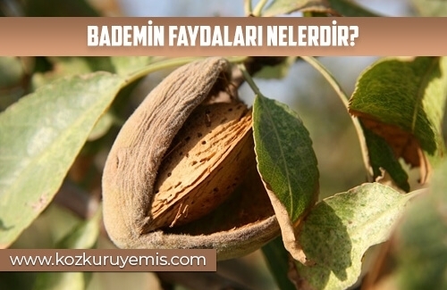 Bademin Faydaları Nelerdir