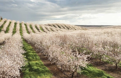 California Badem Bahçeleri ve Badem