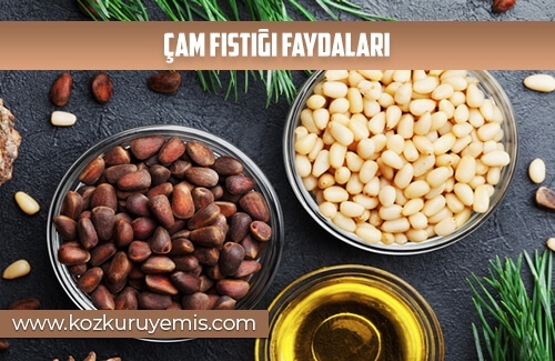 Çam Fıstığı Faydaları
