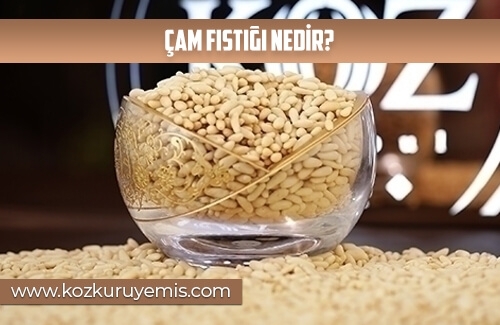 Çam Fıstığı Nedir