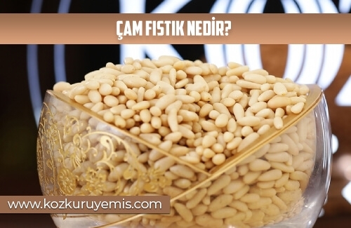Çam Fıstık Nedir