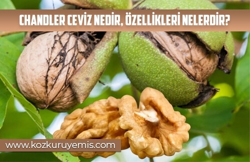 Chandler Ceviz Nedir Özellikleri Nelerdir