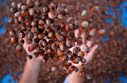 Çiğ Fındığın Muhteşem Faydaları