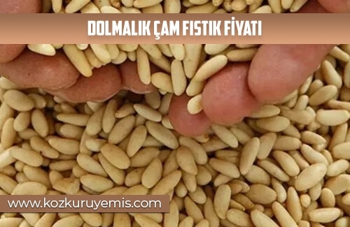 Dolmalık Çam Fıstık Fiyatı