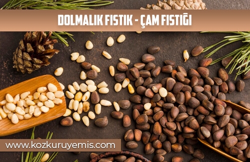 Dolmalık Fıstık - Çam Fıstığı