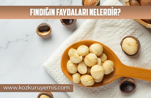 Fındığın Faydaları Nelerdir
