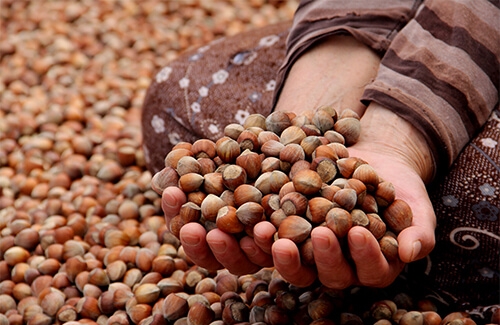 Fındığın Tarihçesi