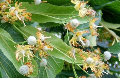 Ihlamur Çiçeği Nedir?