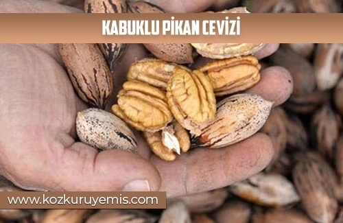 Kabuklu Pikan Cevizi
