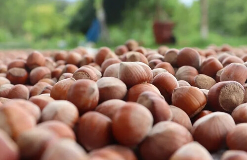 Kaliteli Karadeniz Fındığı