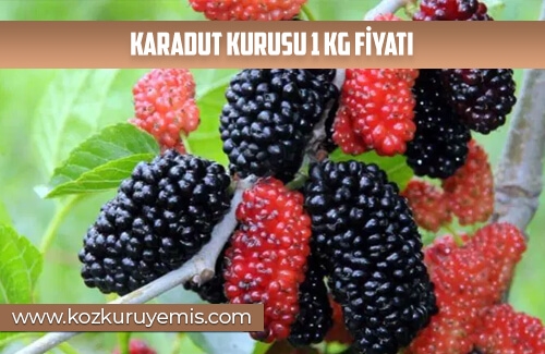 Karadut Kurusu 1 Kg Fiyatı