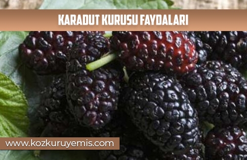 Karadut Kurusu Faydaları