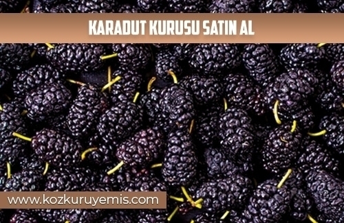 Karadut kurusu satın al