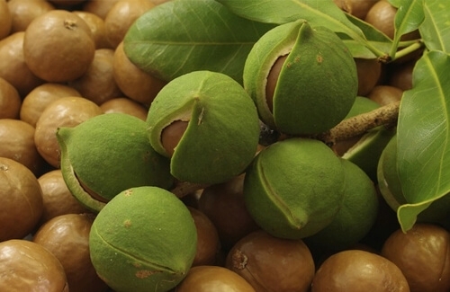 Makademya Fındığı