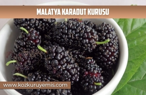 Malatya Karadut Kurusu