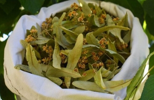 Doğal Çiçek Ihlamur