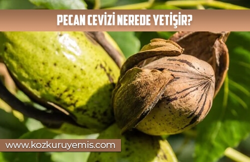 Pecan Cevizi Nerede Yetişir