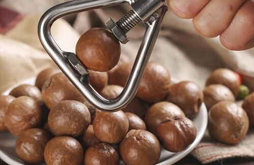 Taze Makademya (Macadamia) Fındığı