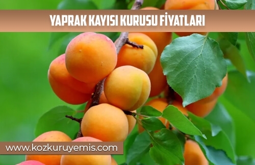 Yaprak Kayısı Kurusu Fiyatları