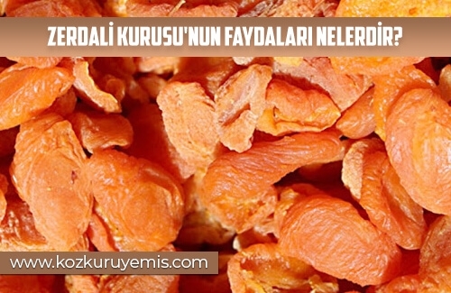 Zerdali Kurusu Faydaları Nelerdir