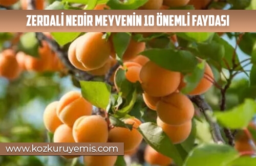 Zerdali Nedir Meyvenin 10 Önemli Faydası