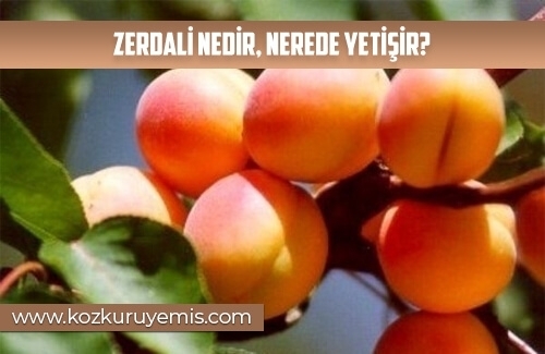 Zerdali nedir nerede yetişir